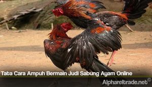 Tata Cara Ampuh Bermain Judi Sabung Ayam Online