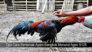 Tips Cara Berternak Ayam Bangkok Menurut Agen S128